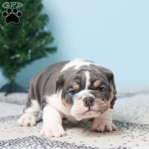 DALLAS, English Bulldog Puppy